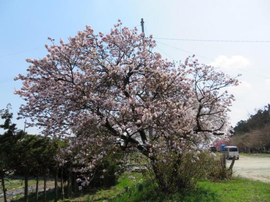 2018/04/20 13:34/20日13時現在の桜です