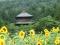 「安久津八幡神社」画像