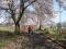 「桜のトンネルができました(まほろばの緑道)」画像