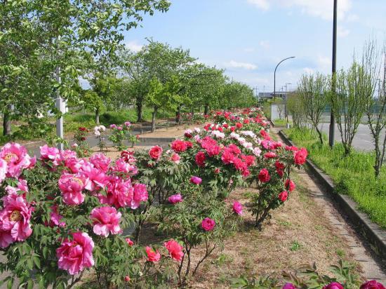 2014/05/17 11:09/ぼたん園が開花しました