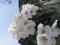 「まほろばの緑道 桜開花情報」画像