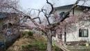 「桜が咲きました。」画像