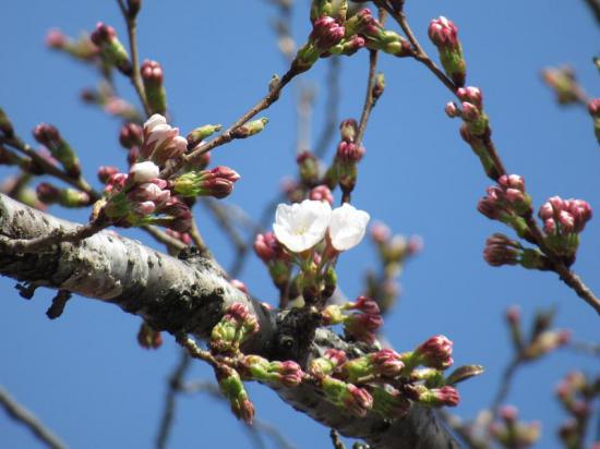 2018/04/10 14:23/高畠町の桜開花状況
