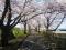 「まほろばの緑道 桜満開です。」画像