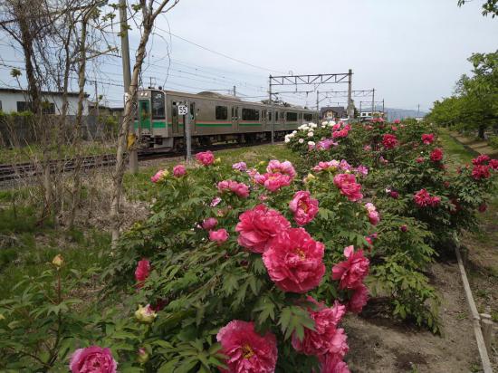 2023/05/05 19:00/高畠ぼたん園が開花しました