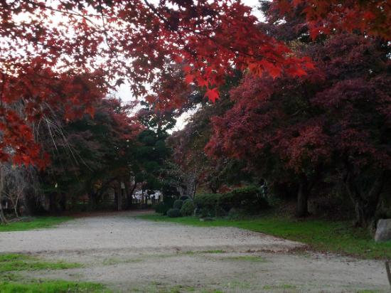 2011/11/10 08:41/烏帽子山公園の紅葉状況(11/09)