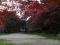 「烏帽子山公園の紅葉状況(11/09)」画像