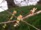 「2012年4月17烏帽子山公園寺坂の桜状況」画像