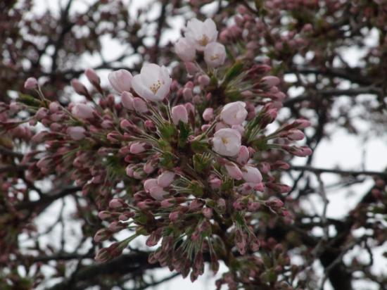 2012/04/25 09:33/4月25日烏帽子山公園標本木開花♪