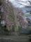 「4月27日夕方現在の烏帽子山公園の桜状況」画像