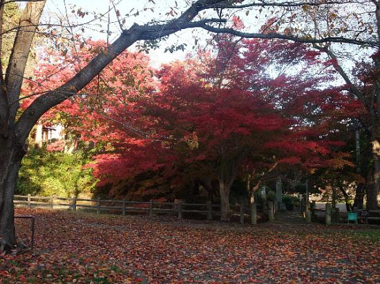2012/11/07 16:41/11月7日の烏帽子山公園紅葉スポット