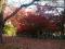 「11月7日の烏帽子山公園紅葉スポット」画像
