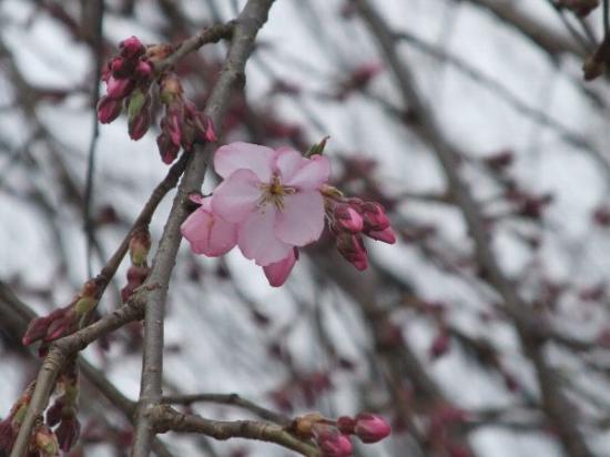 2013/04/17 17:11/開花してきました!4月17日夕方現在の烏帽子山公園の桜の状況