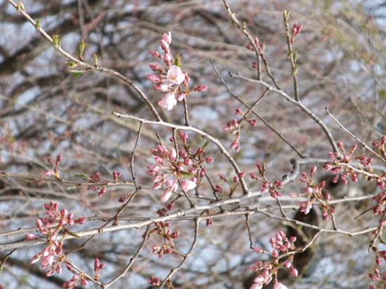 2013/04/18 11:59/4月18日朝現在の烏帽子山公園の桜の状況