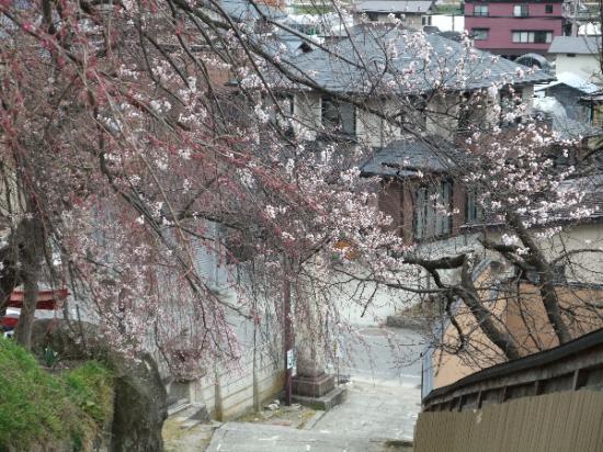 2013/04/20 16:58/4月20日夕方現在の烏帽子山公園の桜状況