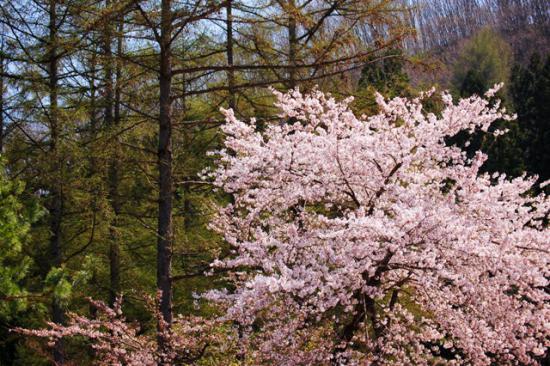 2012/03/22 15:07/2006年の桜。