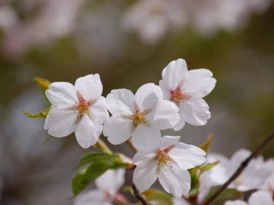 2012/04/27 17:02/お客様からのご投稿【時の宿 すみれ】