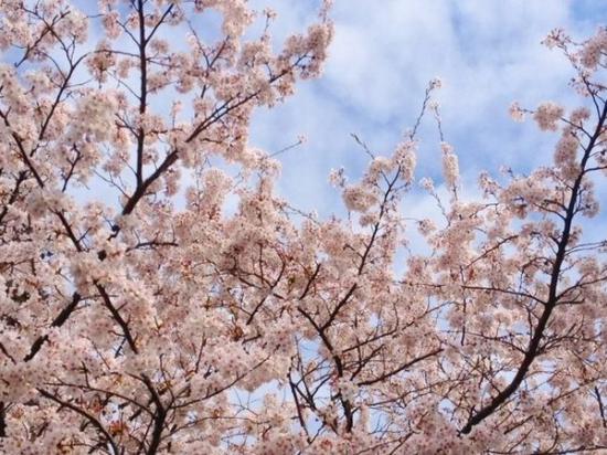 2013/03/27 10:38/【時の宿 すみれ】一足先に 満開の桜を 横浜市で見ています