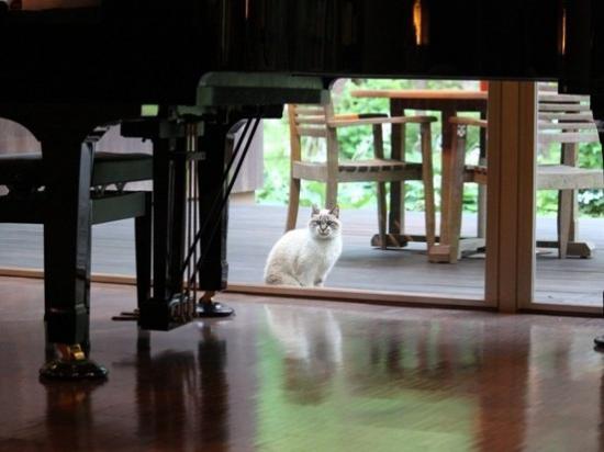 2013/07/22 16:22/【時の宿 すみれ】迷い込んだ猫