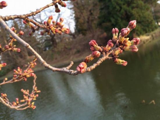 2014/04/19 17:43/【時の宿 すみれ】桜が咲き始めます