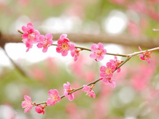 2016/04/15 16:04/梅や山野草、桜まで咲きました!ー湯の沢温泉 時の宿すみれの 花便りー