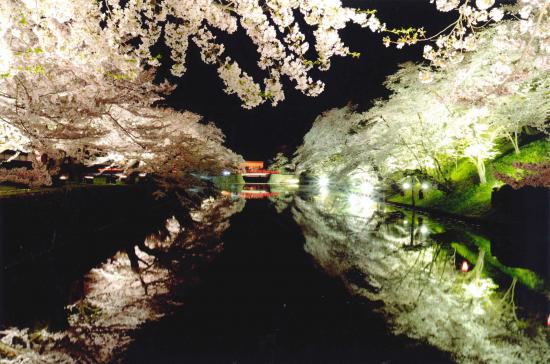 ライトアップされた松が岬公園:2016/04/05 08:59