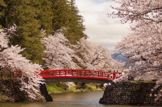 2015-4-21 松が岬公園の桜:2016/04/07 07:54