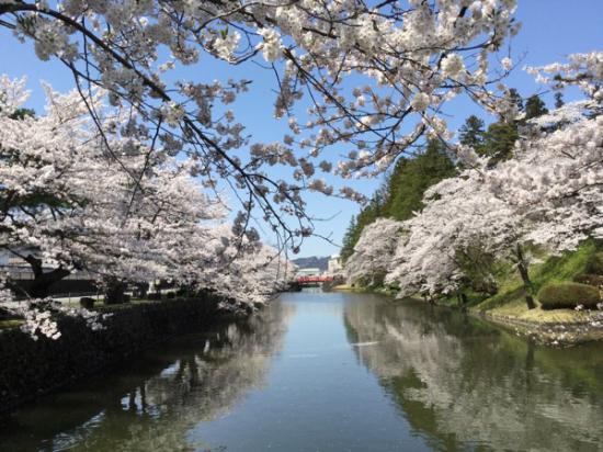 2015-4-23 松が岬公園の桜:2016/04/07 08:01