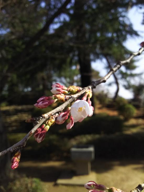 2018/04/10 08:29/2018年松が岬公園(上杉神社)桜情報4月10日 咲き始め
