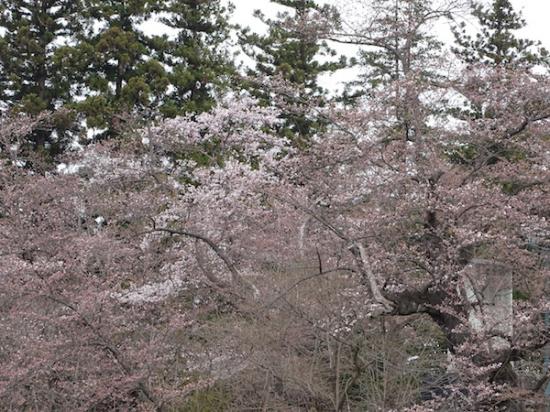 2018-4-11 桜、咲き始めです。:2018/04/12 07:10