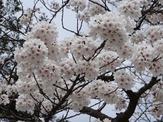 2018-4-14 桜:2018/04/14 17:43