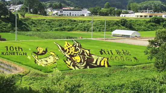 2018/07/31 08:19/米沢田んぼアートの移り変わりをライブカメラでご覧ください!