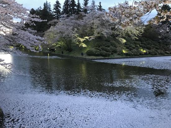 2019-4-25 上杉神社の花筏:2019/04/26 08:58
