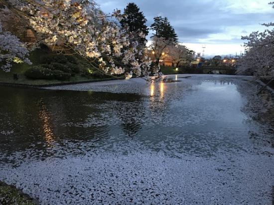 2019-4-25 上杉神社の夜桜：2019/04/26 09:03