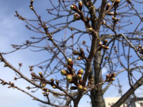 2020-3-30 松が岬公園の桜:2020/03/30 18:16
