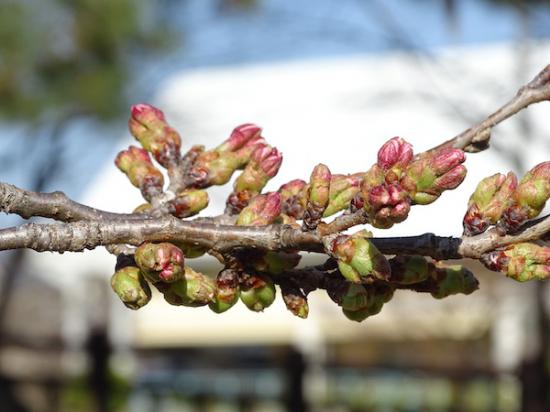 2020-4-3 松が岬公園の桜:2020/04/03 18:03