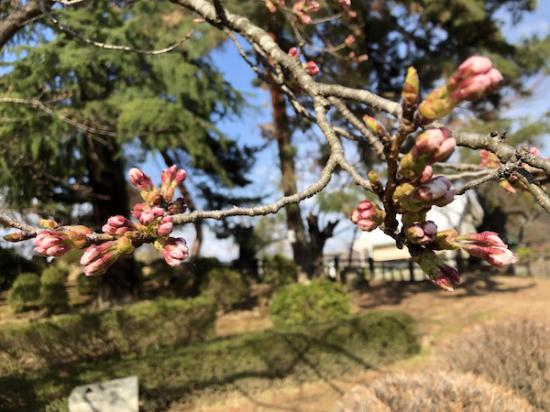 2020-4-7 上杉神社の桜:2020/04/07 17:48