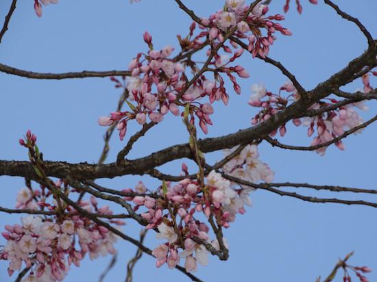 2020-4-7 上杉神社の桜:2020/04/08 07:58