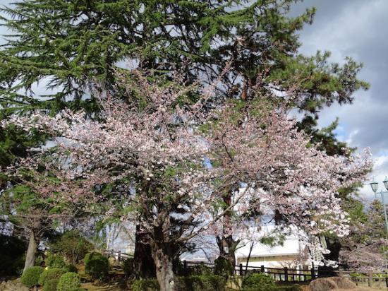 2020-4-14 上杉神社の桜:2020/04/14 17:19