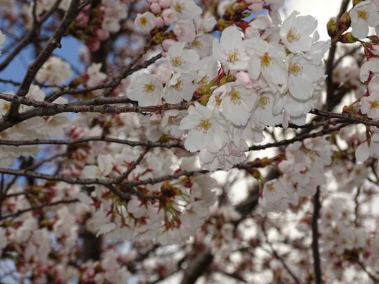 2020-4-14 松が岬公園の桜：2020/04/14 17:24