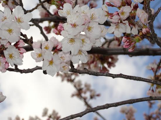 2020-4-14 松が岬公園の桜:2020/04/14 17:26