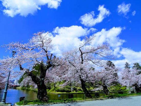 2020-4-16 松が岬公園の桜:2020/04/16 17:36