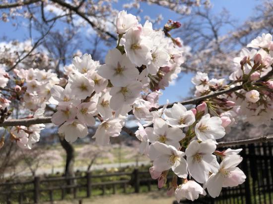 2020-4-16 上杉神社の桜:2020/04/16 17:39