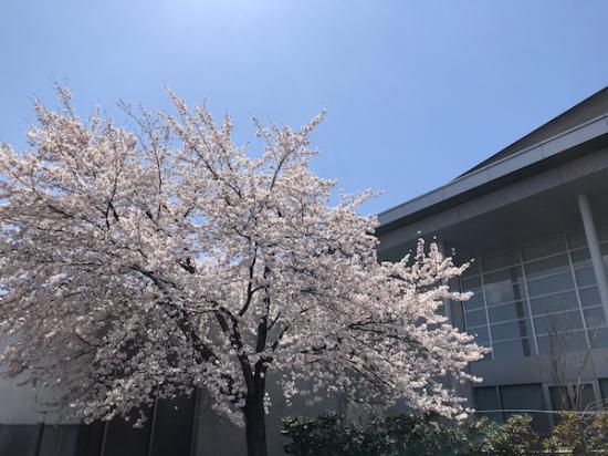 2020-4-16 「伝国の杜」の桜:2020/04/16 17:42