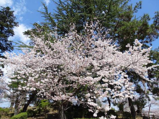 2020-4-16 上杉神社の桜:2020/04/16 18:01
