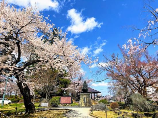 2020-4-16 上杉神社の桜:2020/04/17 08:11