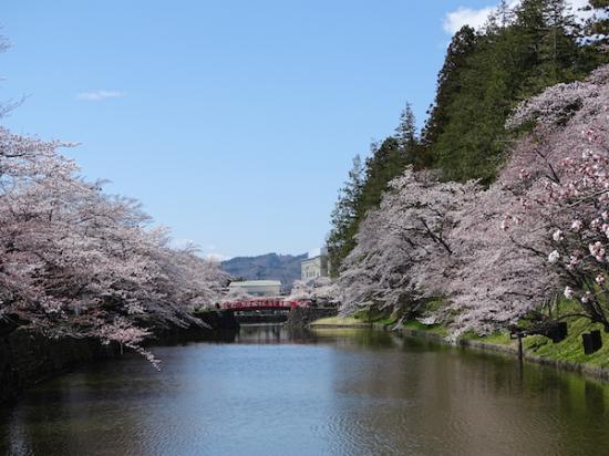 2020-4-16 松が岬公園の桜:2020/04/17 08:40