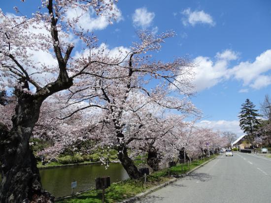 2020-4-16 松が岬公園の桜:2020/04/17 08:41