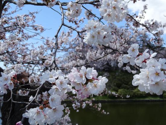 2020-4-16 松が岬公園の桜:2020/04/17 08:43