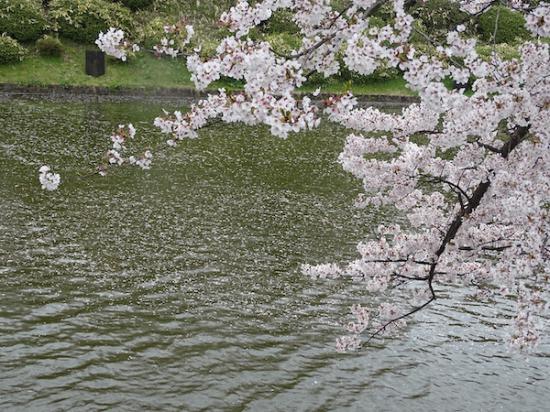 2020-4-23 松が岬公園の桜:2020/04/23 19:30